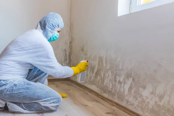 Licensed Basement Mold Remediation service in East Berlin, PA - WQB Mold Removal